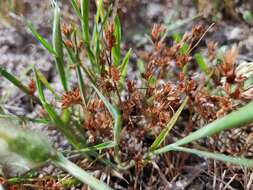 Image of Juncus hybridus Brot.