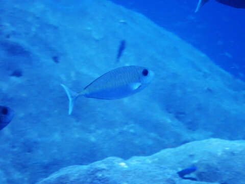 Image of Barred Unicornfish