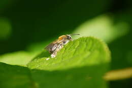 Image of Andrena helvola (Linnaeus 1758)