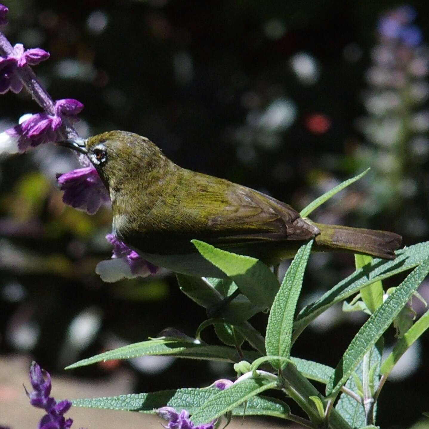 Image of Ceylon White-eye