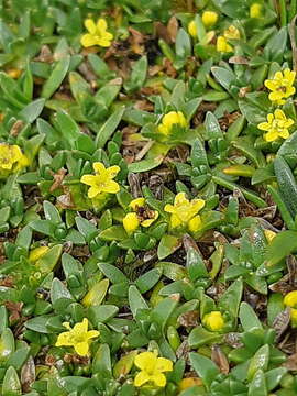 Image of Valeriana aretioides Kunth