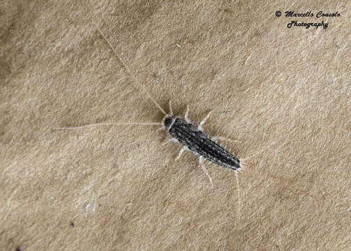 Image of Four-lined Silverfish