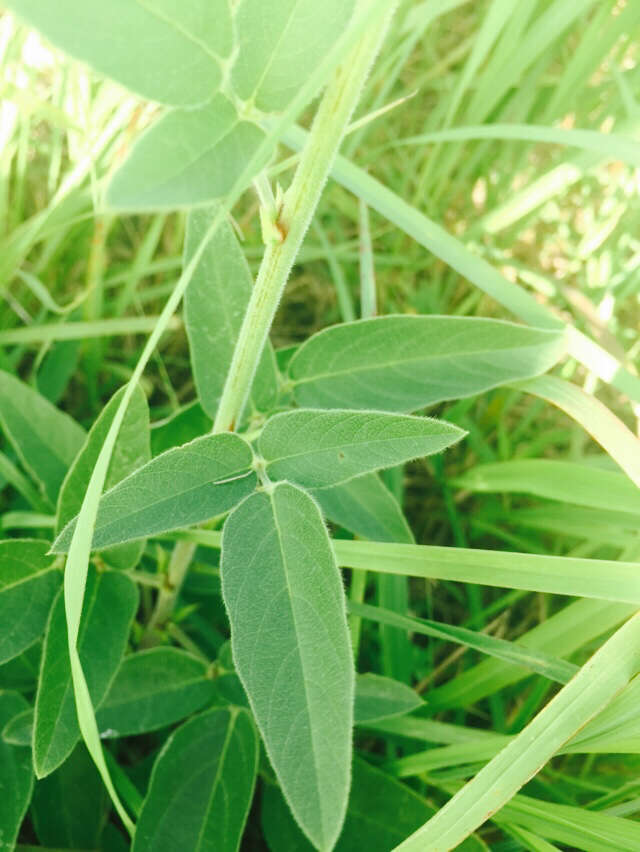 Image of Illinois ticktrefoil