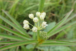 Plancia ëd Asclepias woodsoniana Standl. & Steyerm.