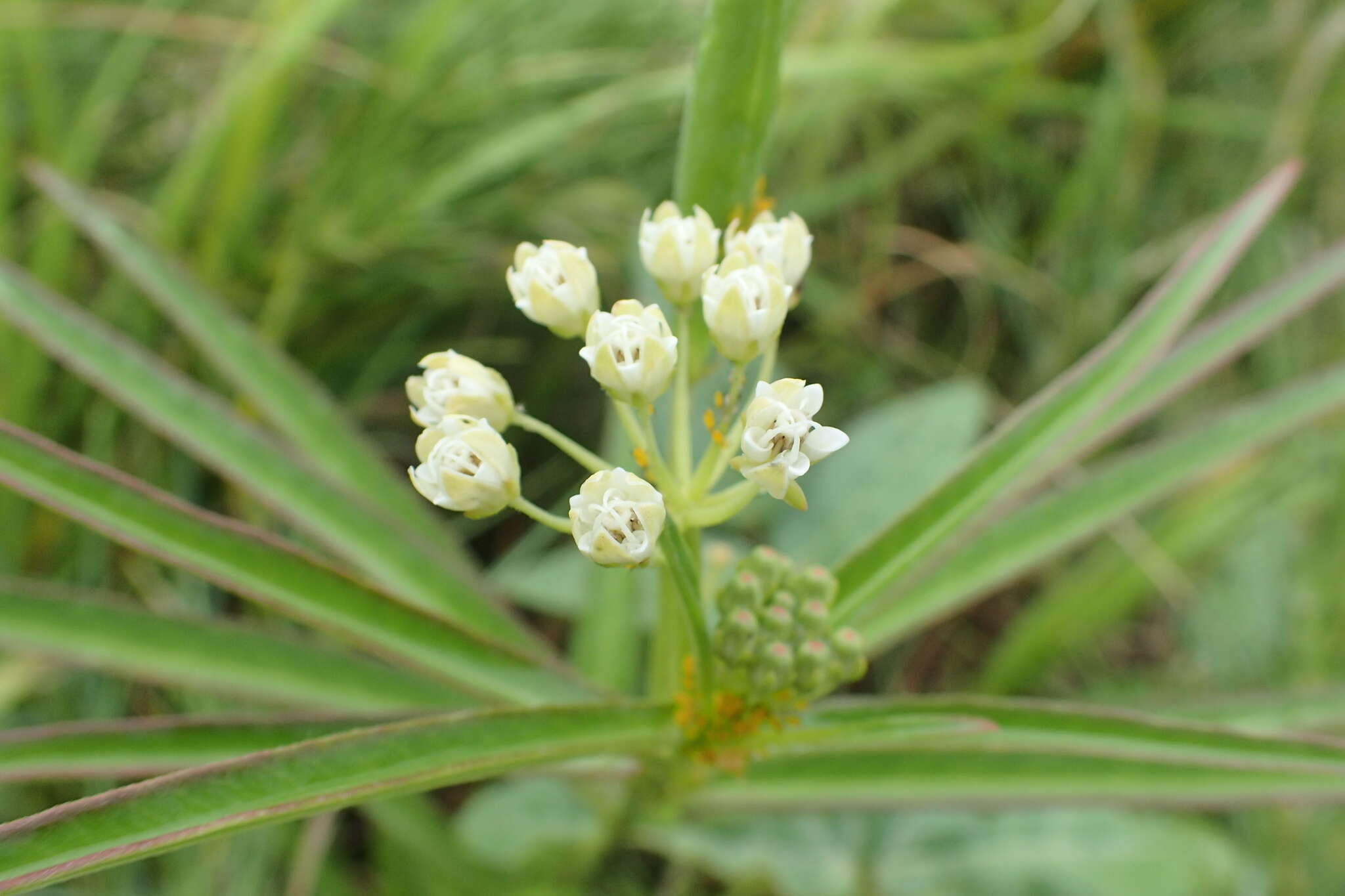 Plancia ëd Asclepias woodsoniana Standl. & Steyerm.