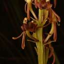 Image of Common sphinx orchid