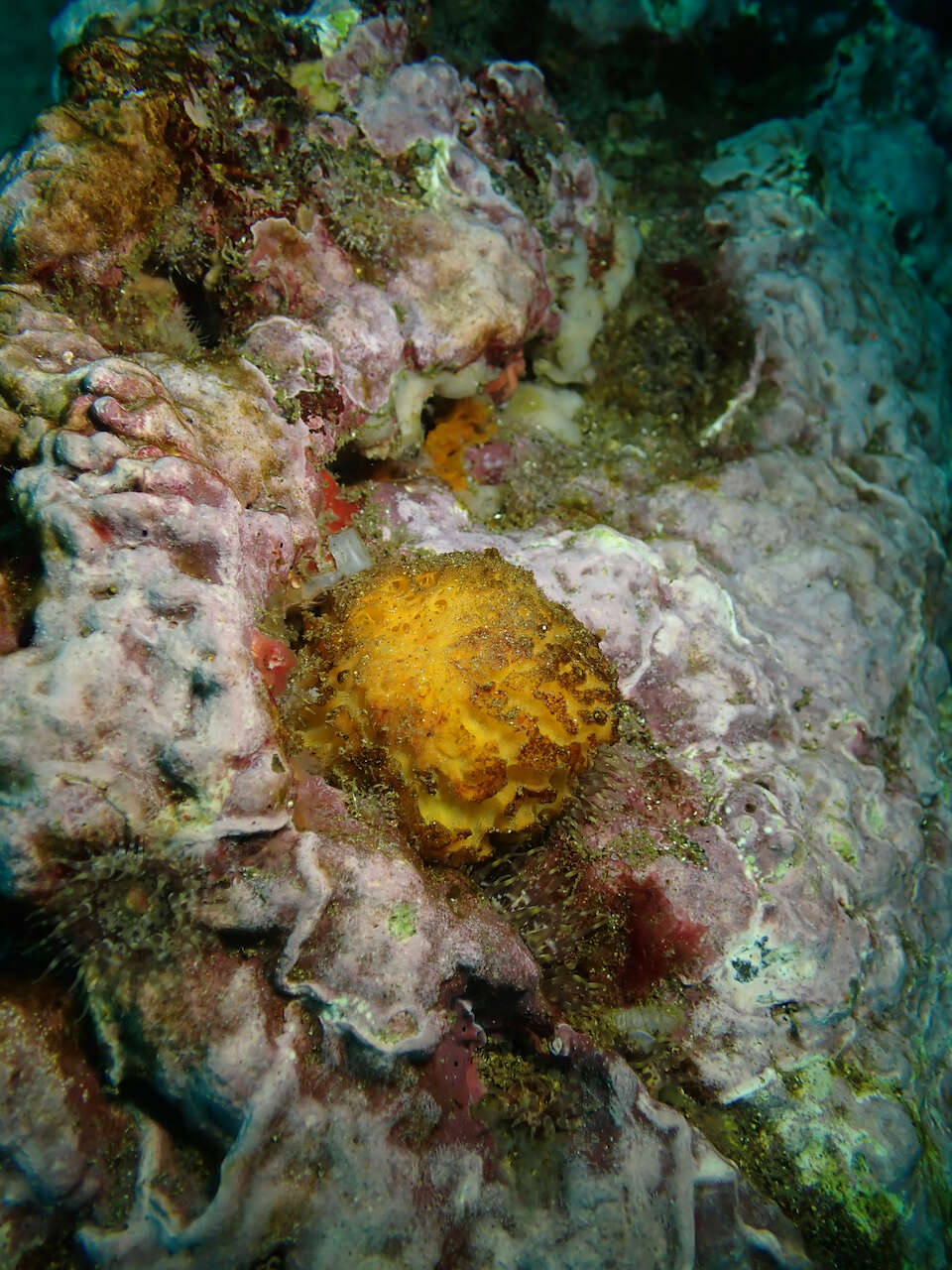 Image of orange rough ball horny sponge