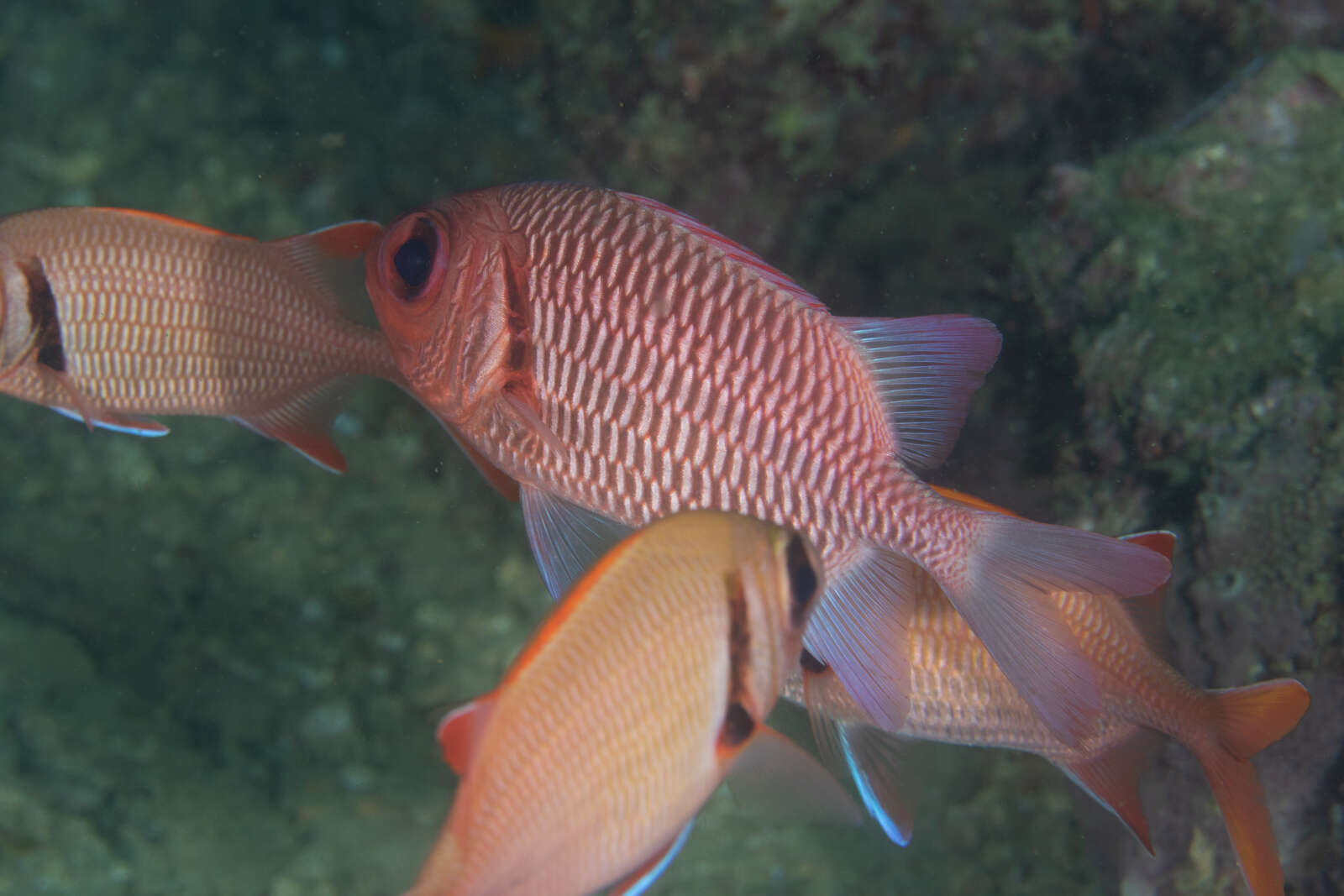 Image of Blacktip Soldierfish