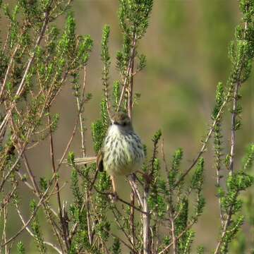 Image of Prinia maculosa exultans Clancey 1982