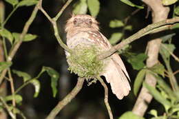 Image of Philippine Frogmouth