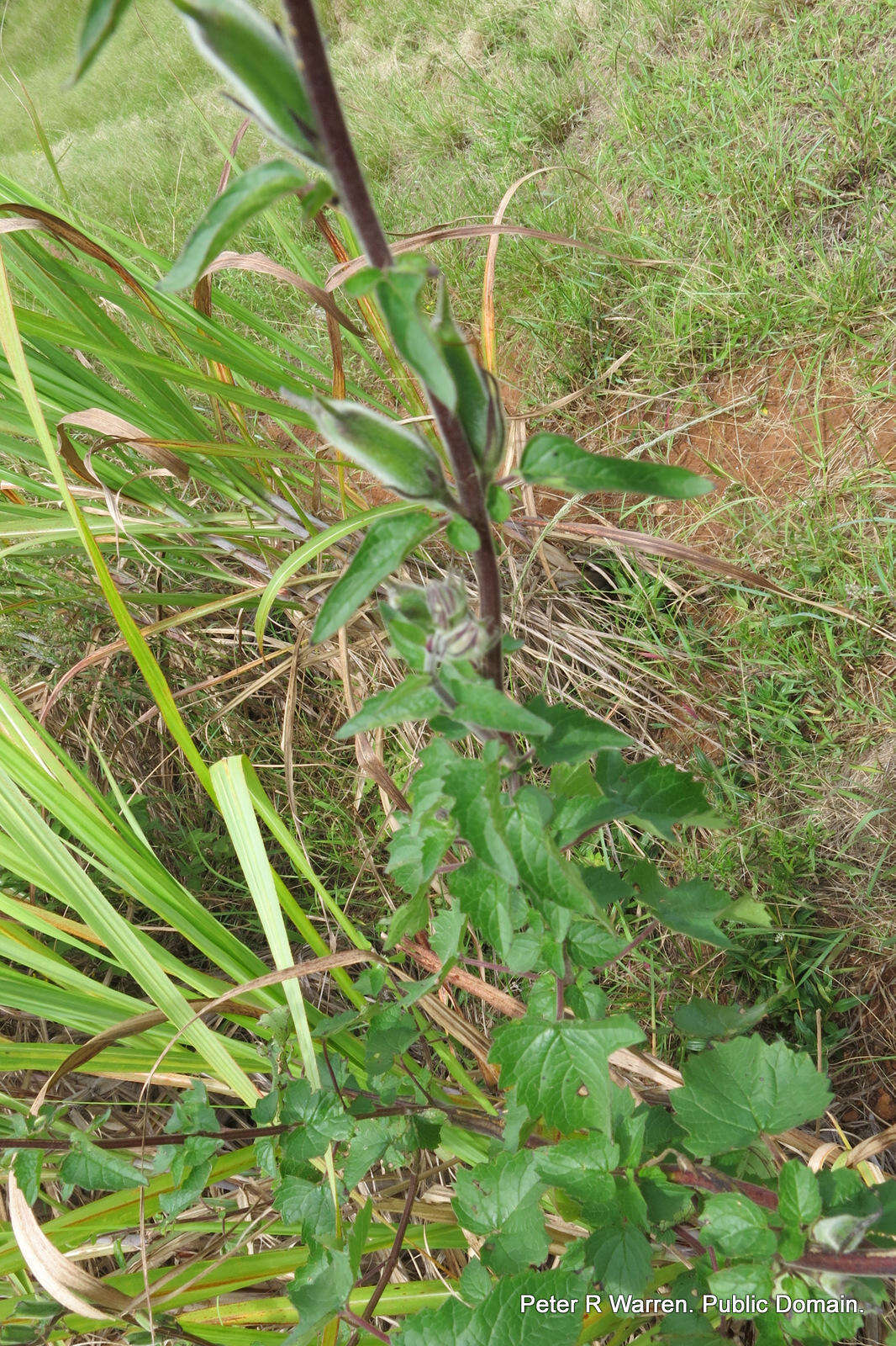 Image of African foxglove