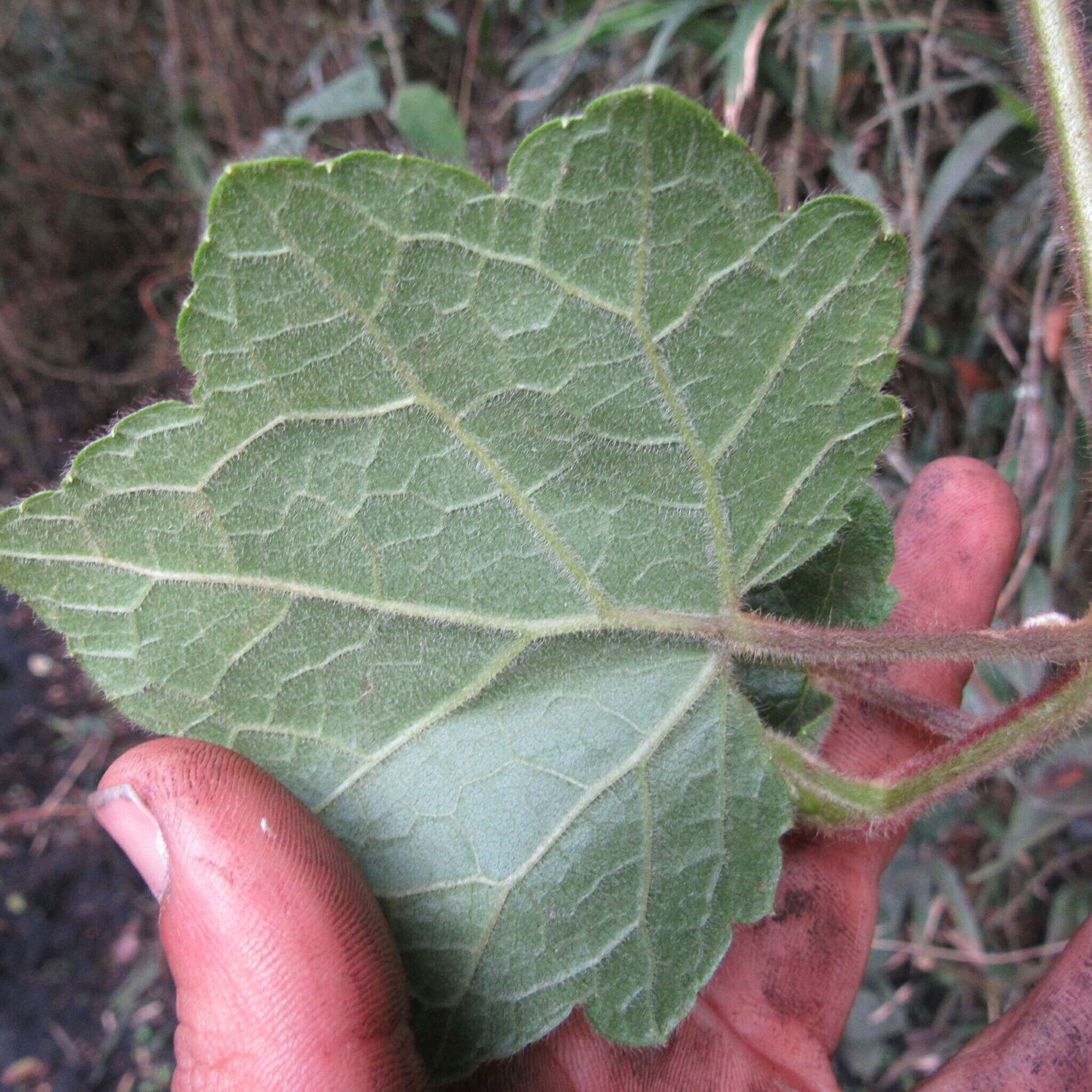 Image de Jungia ferruginea L. fil.