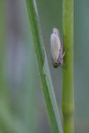 Plancia ëd Handianus (Pycnoides) flavovarius Herrich-Schaeffer 1835