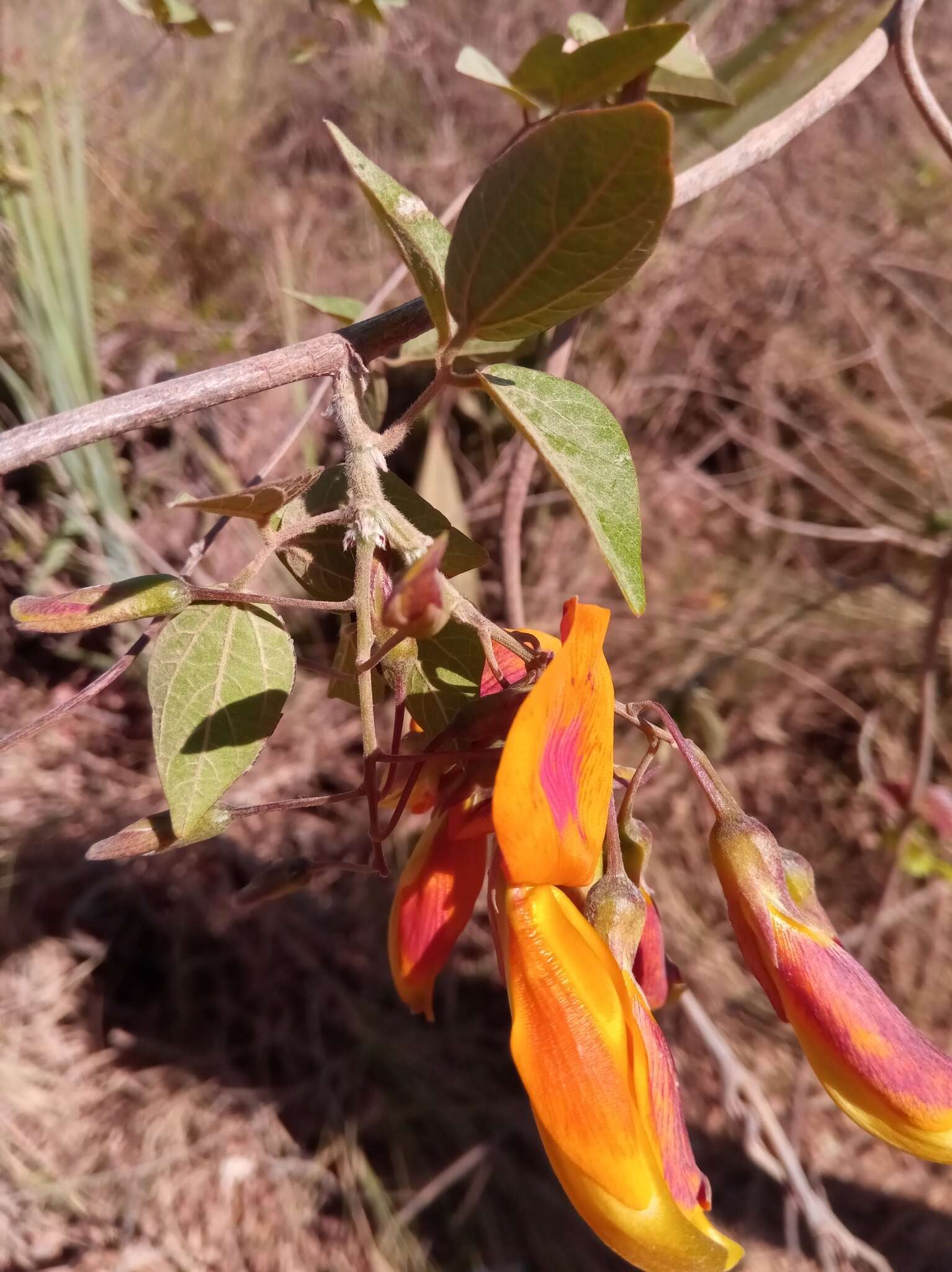 Plancia ëd Rhynchosia baukea Du Puy & Labat