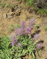 Image of Stachys lavandulifolia Vahl