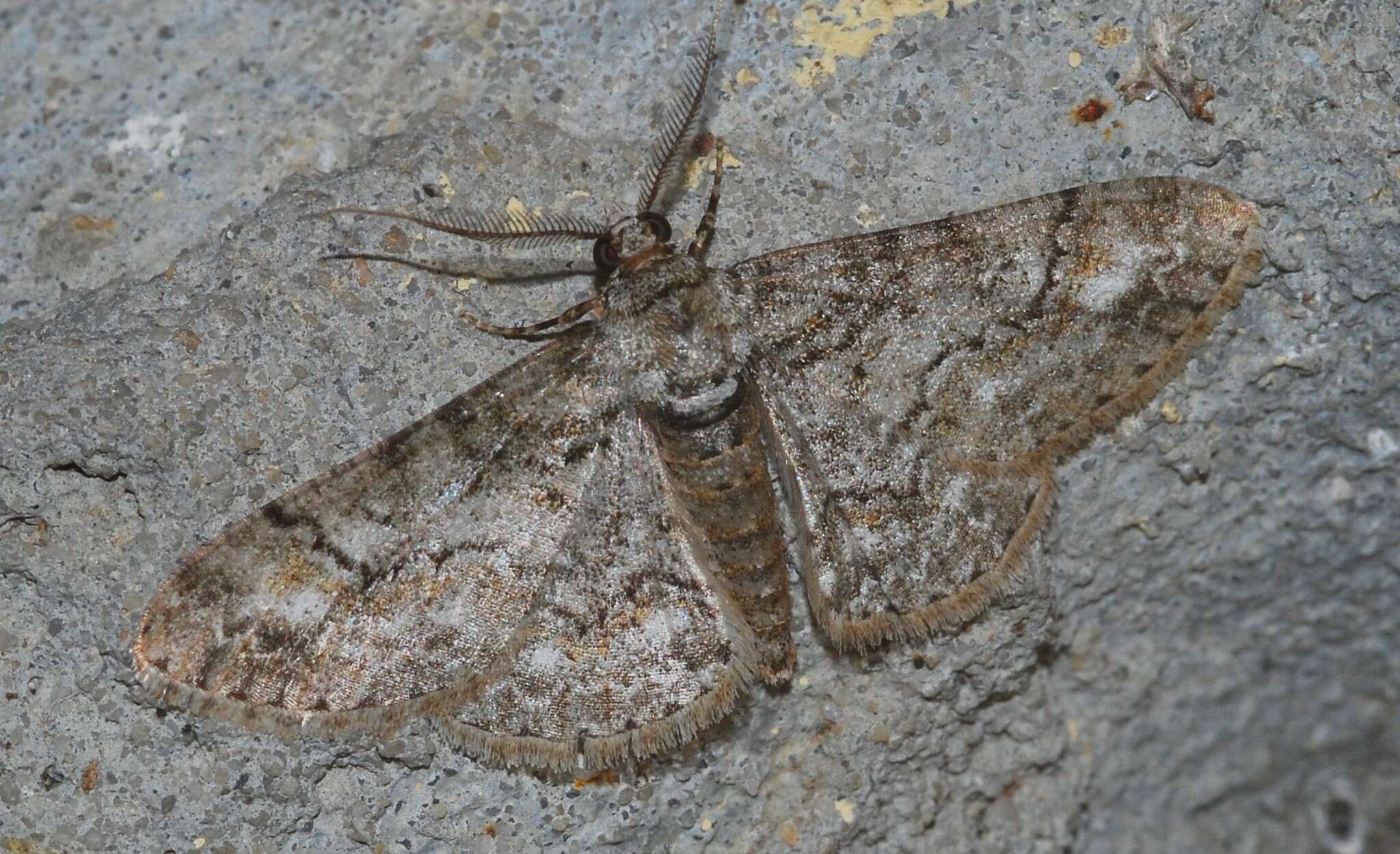 Image of Double-lined Gray Moth