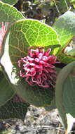 Image of Hakea cucullata R. Br.