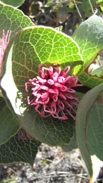 Image of Hakea cucullata R. Br.