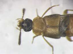 Image of Hoplandria (Lophomucter) laevicollis (Notman 1920)