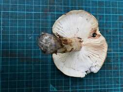 Image de Tricholoma bakamatsutake Hongo 1974