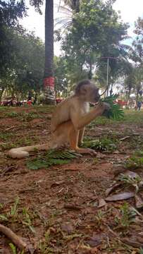 Image of White-fronted Capuchin