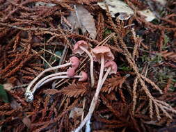 Image of Entoloma subrubineum (Largent & B. L. Thomps.) Noordel. & Co-David 2009