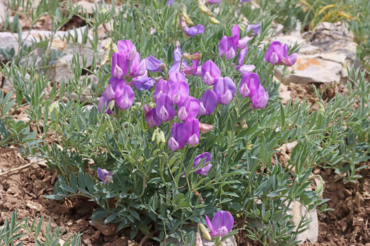 Lathyrus brachycalyx Rydb. resmi