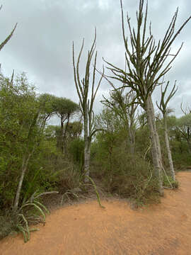 Image of Madagascan ocotillo