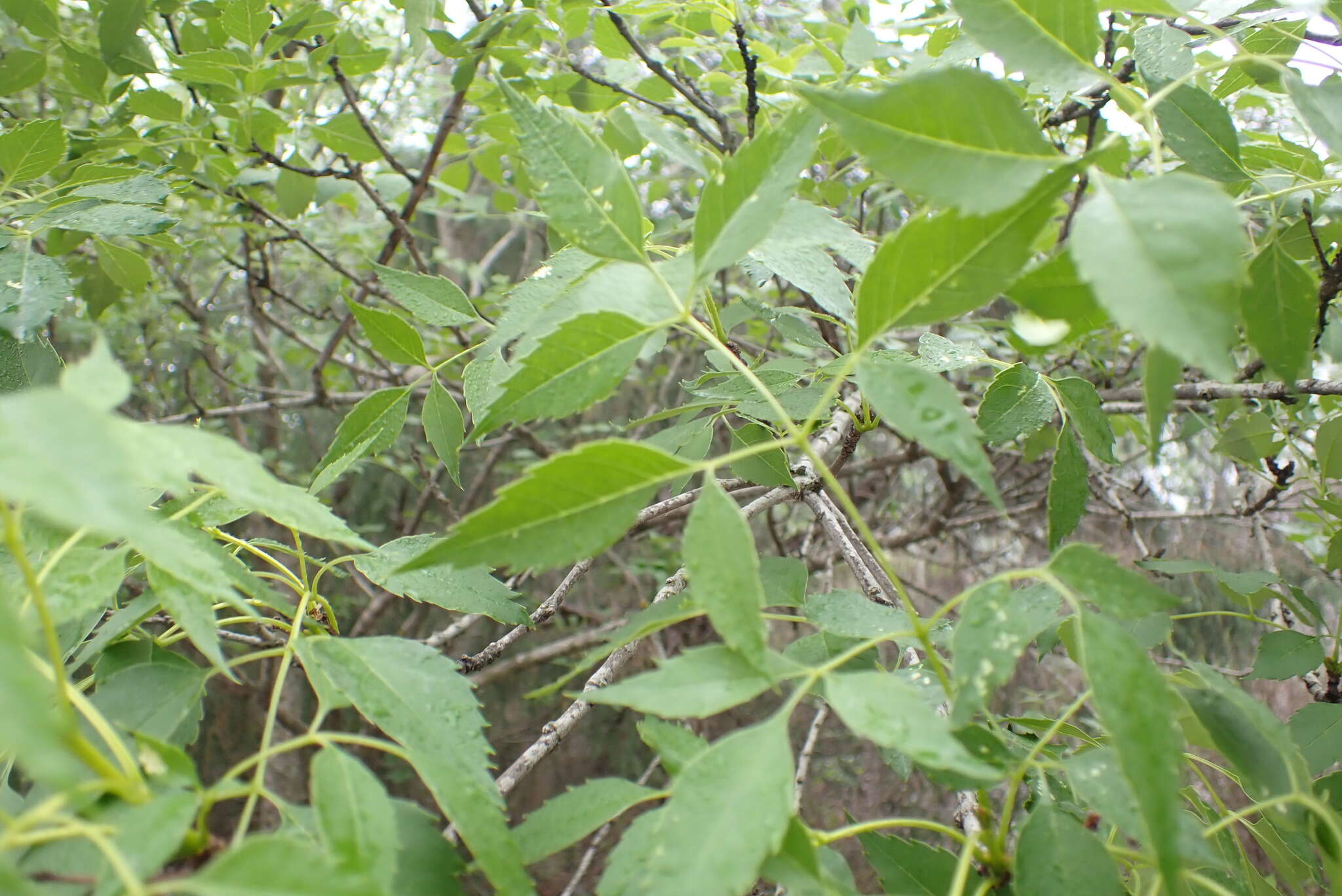 Image of fragrant ash