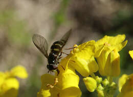 Image of Dasysyrphus venustus (Meigen 1822)