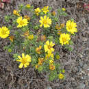 Image of Deinandra streetsii (A. Gray) B. G. Baldwin