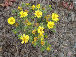 Image of Deinandra streetsii (A. Gray) B. G. Baldwin