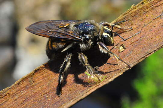 Plancia ëd Xylocopa artifex Smith 1874