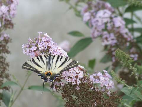 Image of Iphiclides