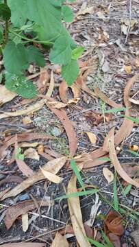 Image of Feather Love Grass