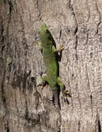 Imagem de Phelsuma v-nigra comoraegrandensis Meier 1986