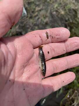 Image of Marsh killifish