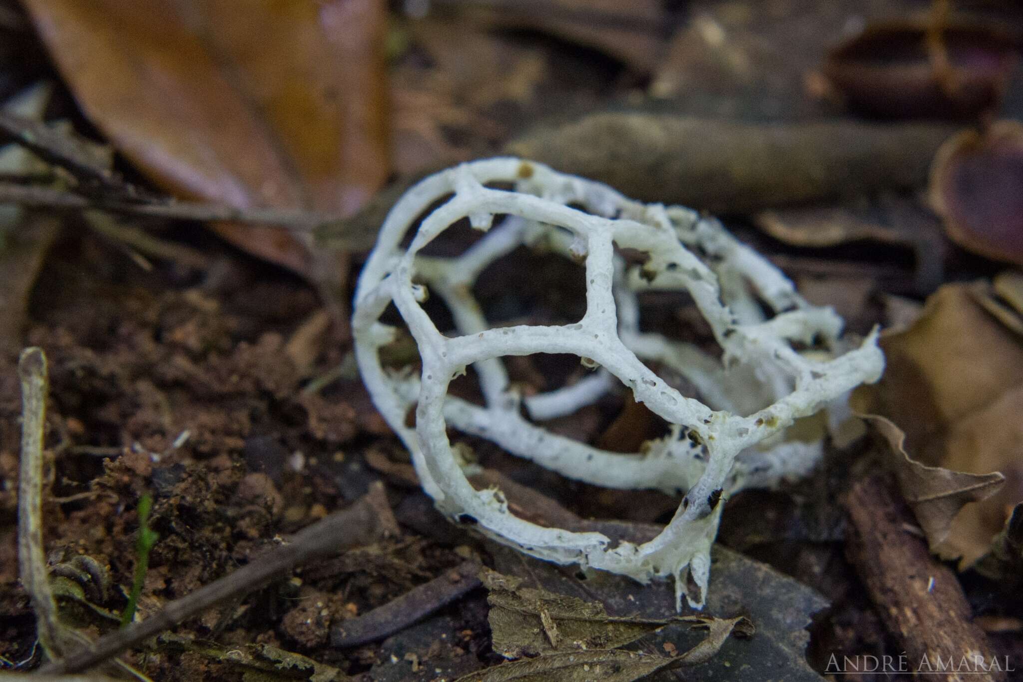 Imagem de Clathrus chrysomycelinus Möller 1895