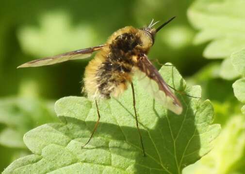 Image of Large bee-fly