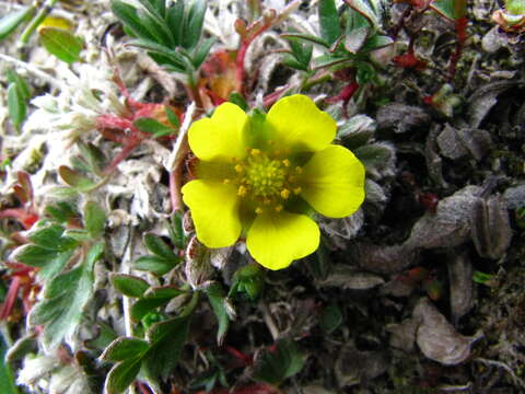 Image of Rocky Mountain Cinquefoil