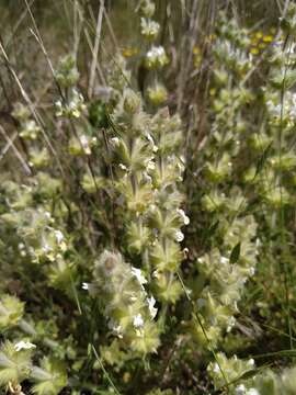 Imagem de Sideritis hirsuta L.