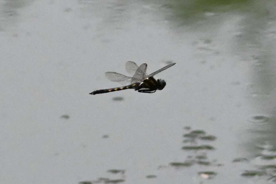 Image of Epitheca marginata (Selys 1883)