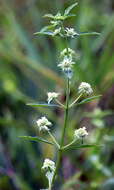 Image of clustered bushmint