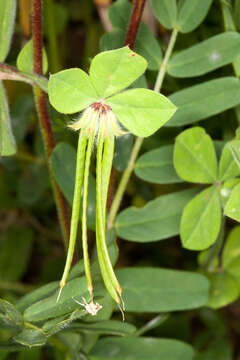 Слика од Lotus ornithopodioides L.