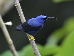 Imagem de Cyanerpes caeruleus (Linnaeus 1758)