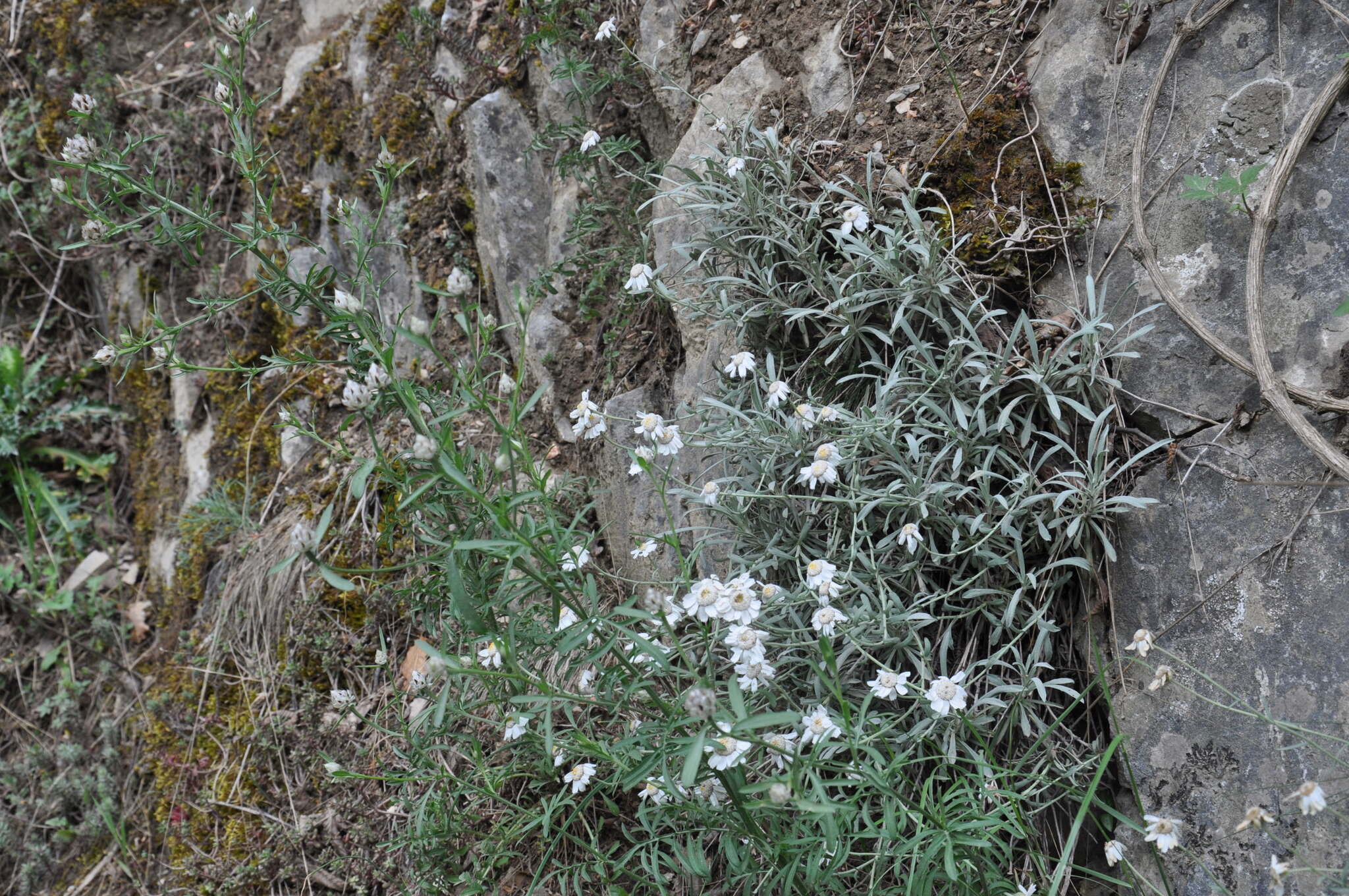 Sivun Achillea ageratifolia (Sibth. & Sm.) Boiss. kuva