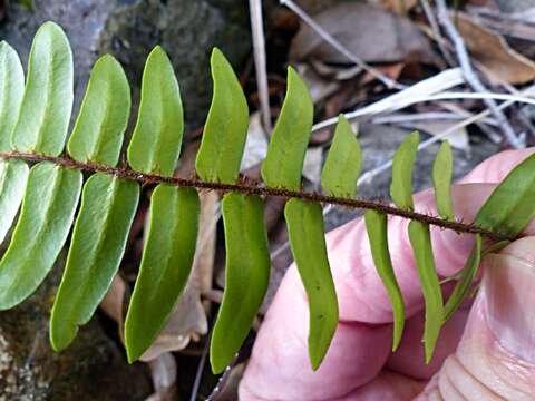 Image of Pellaea falcata (R. Br.) Fée