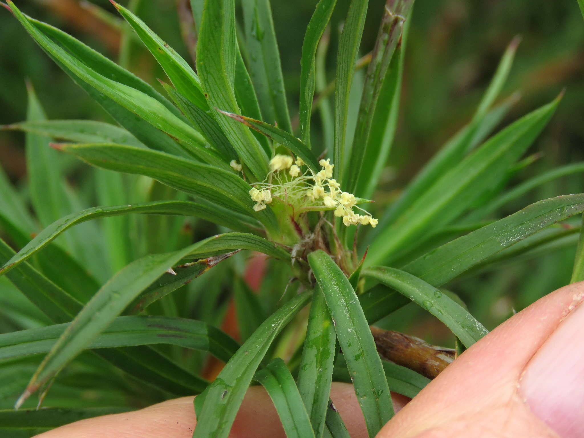 Image of Cliffortia longifolia (Eckl. & Zeyh.) Weim.