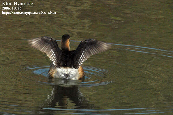 Image of Little Grebe