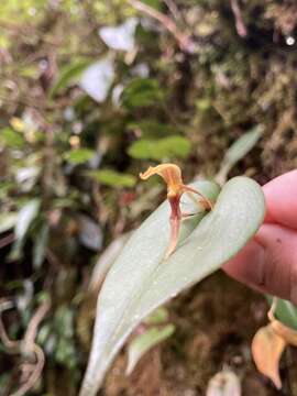 Imagem de Pleurothallis killipii Garay